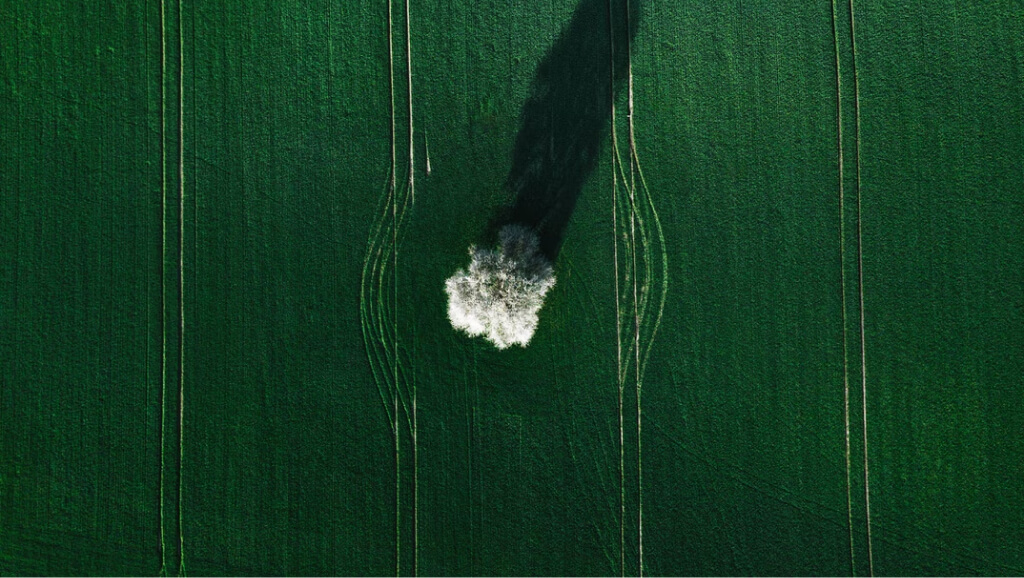 Tree in a field as a symbol for climate protection
