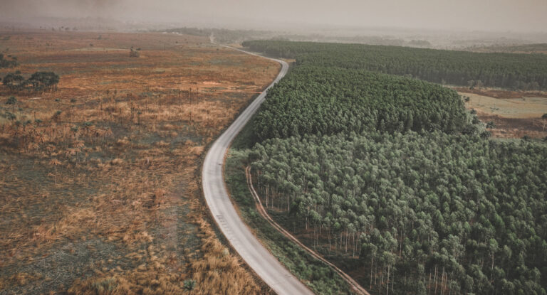EUDR (EU Deforestation Regulation) – Was kommt auf Unternehmen zu?